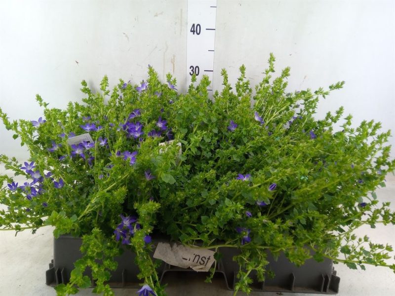 Campanula- Harangvirág (Adansa Purple) 11/20cm