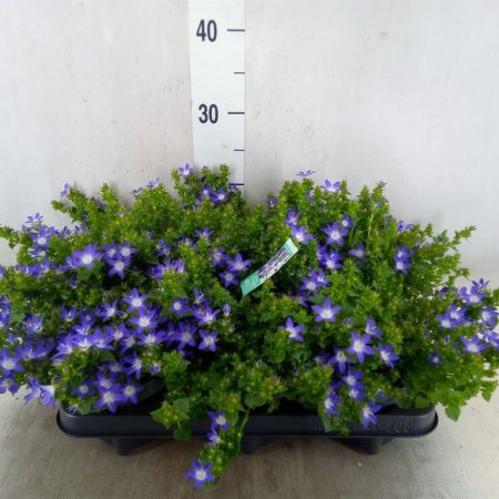 Campanula- Harangvirág (Adansa Purple) 11/20cm