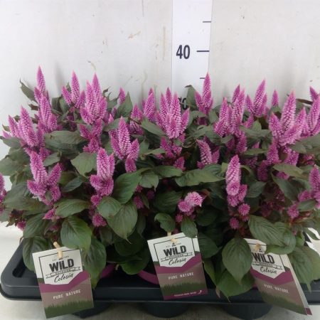 Celosia (Wild Pink) 14/42cm