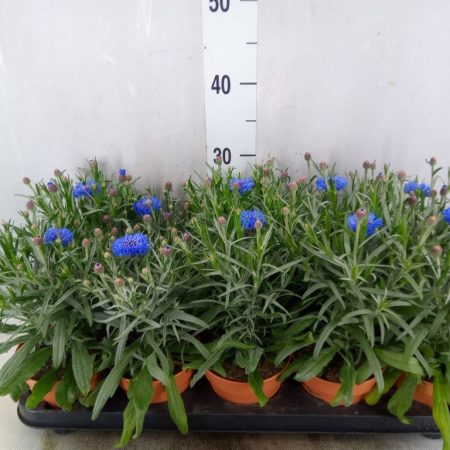 Centaurea- Imola 12/30cm