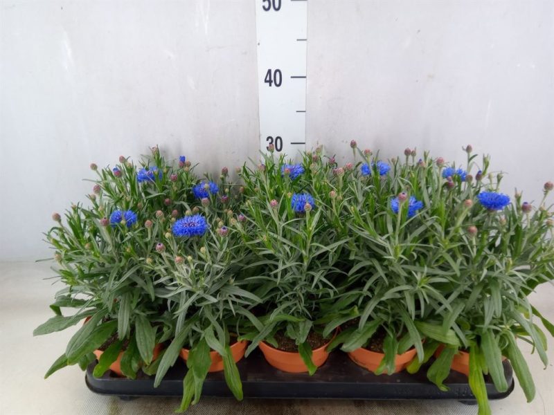 Centaurea- Imola 12/30cm