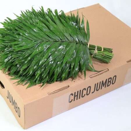 Chico Jumbo 45cm