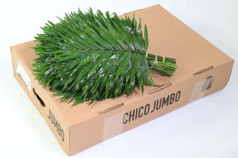 Chico Jumbo 45cm