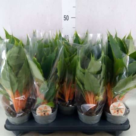 Chlorophytum Orchidastrum- Narancsvulkán (Green Orange) 12/40cm