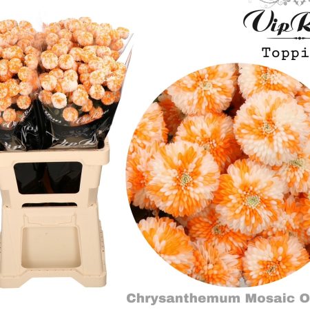 Narancs/Fehér Krizantém (Mosaic Orange) 60cm