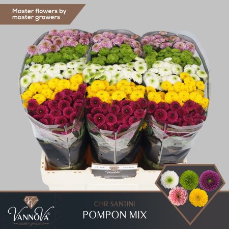 Krizantém (Santini PomPon Mix) 55cm