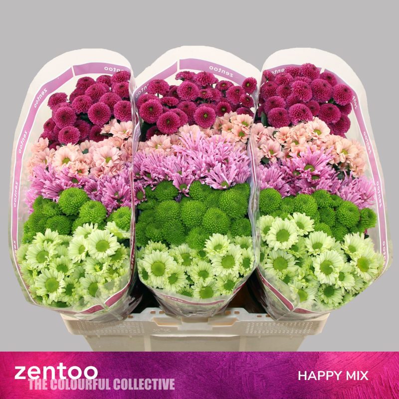Krizantém (Santini Pink/Green Mix) 55cm