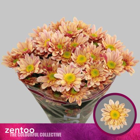 Barack Krizantém (Serenity Sweet Peach) 70cm