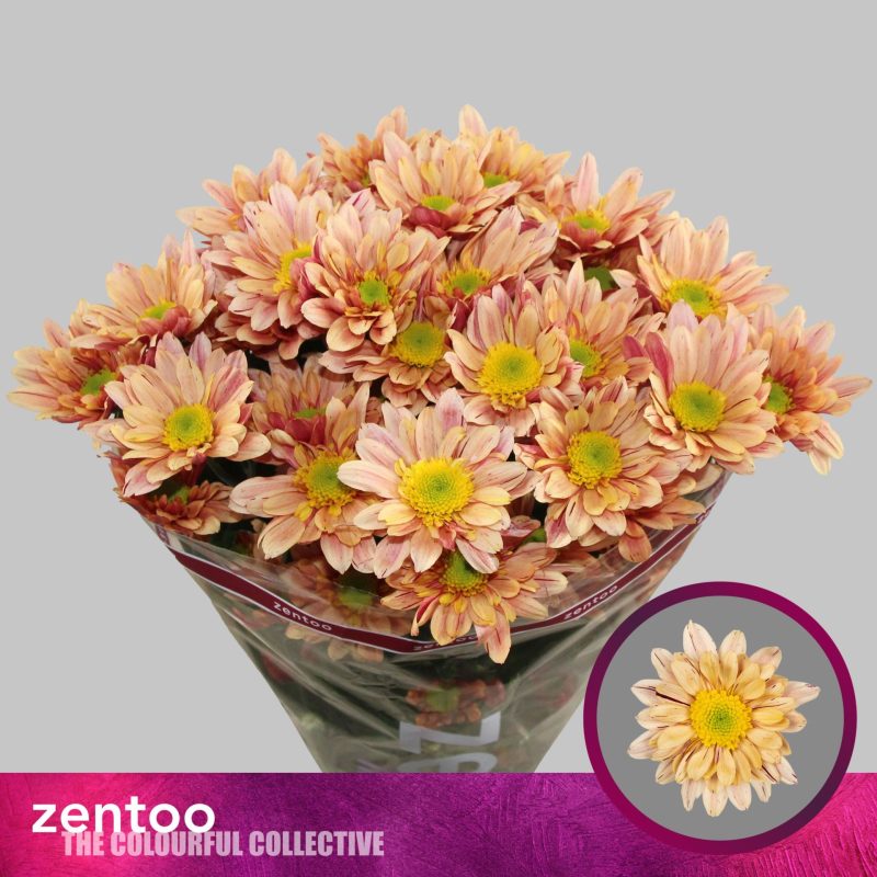 Barack Krizantém (Serenity Sweet Peach) 70cm