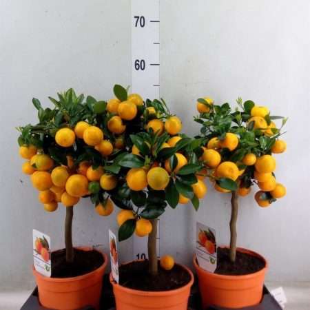 Citrus fa 17/50cm