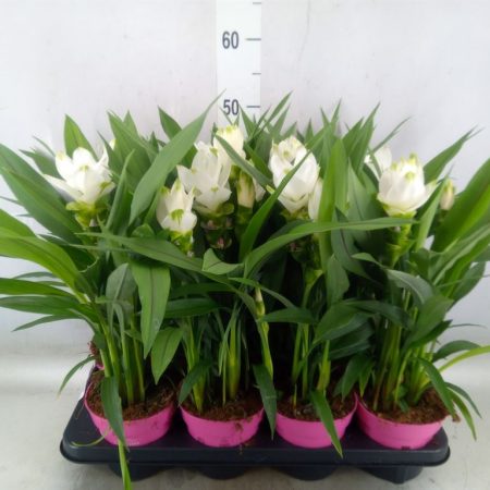 Kurkuma (Al Siam Sisto) 14/50cm