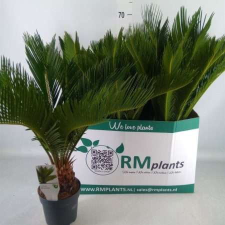 Cycas Revoluta- Cikász pálma 14/55cm