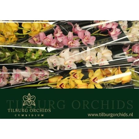 Cymbidium- Csónakorchidea (Mix) 60cm