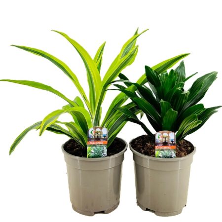 Dracaena marginata- Sárkányfa (Mix) 12/40cm