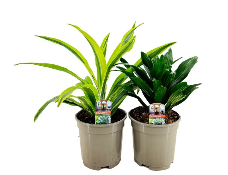 Dracaena marginata- Sárkányfa (Mix) 12/40cm
