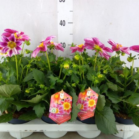 Dahlia- Dália (Summerbees Purple Bicolor) 12/30cm