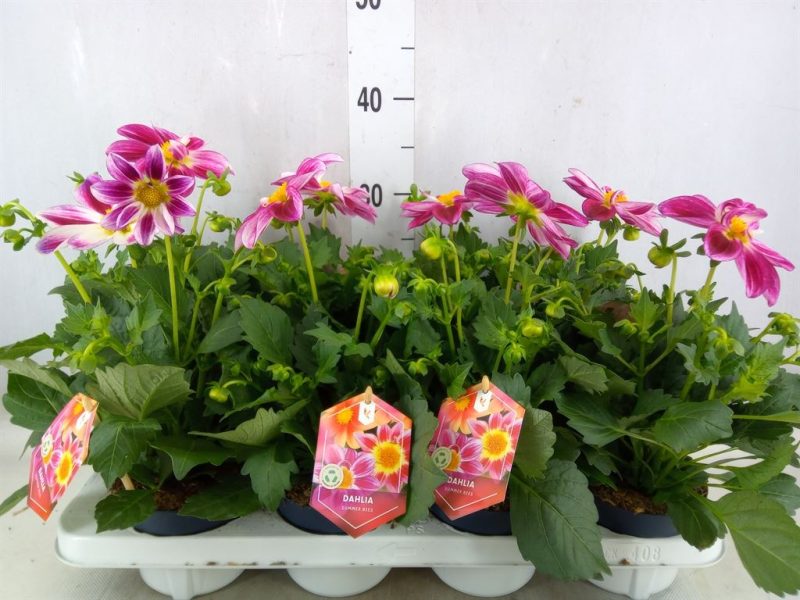 Dahlia- Dália (Summerbees Purple Bicolor) 12/30cm