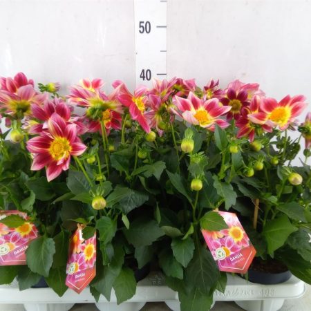 Dahlia- Dália (Summerbees Red White) 12/30cm