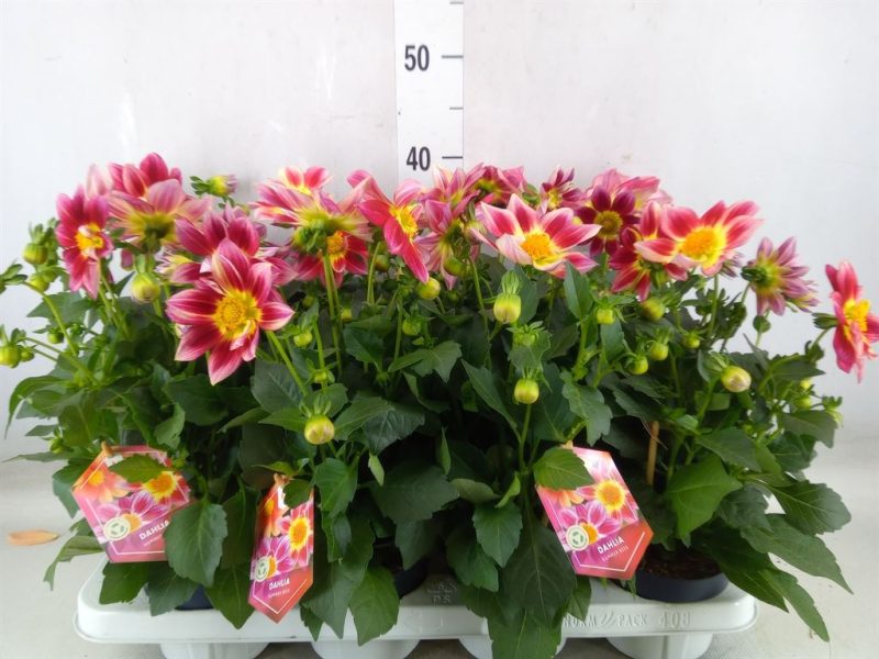 Dahlia- Dália (Summerbees Red White) 12/30cm