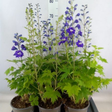Delphinium- Sarkantyúfű (Magic Fount) 17/60cm