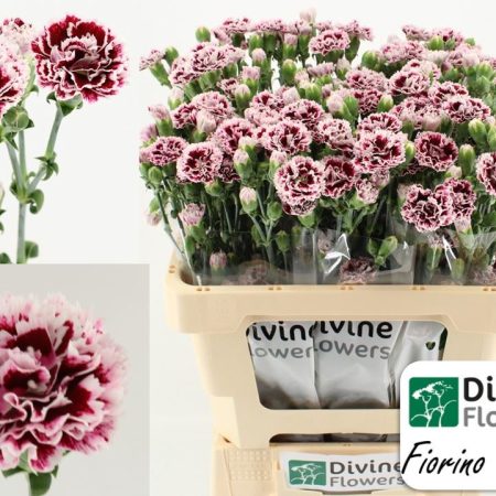 Cirmos Rózsaszín Szegfű (COL Fiorino Value) 60cm