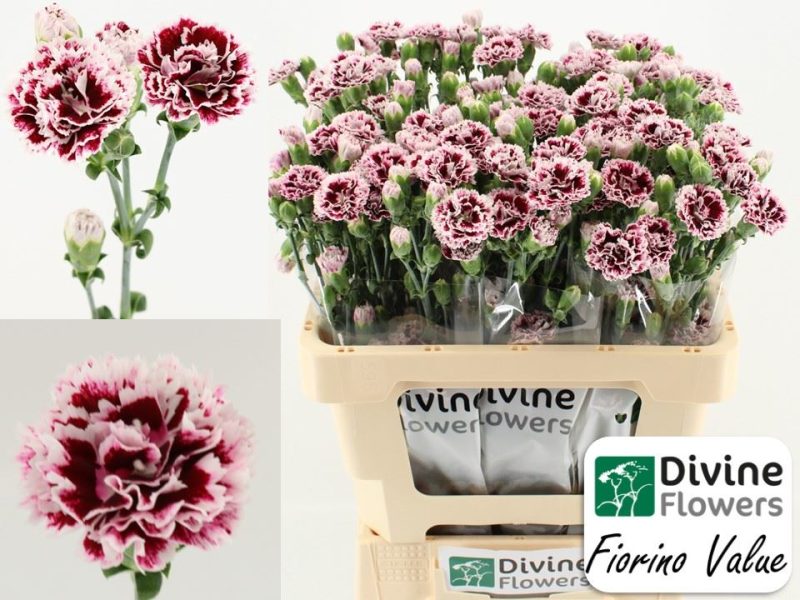 Cirmos Rózsaszín Szegfű (COL Fiorino Value) 60cm