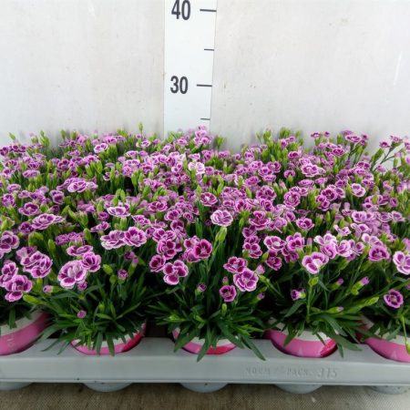 Dianthus- Szegfű (Pink Kisses) 10,5/24cm