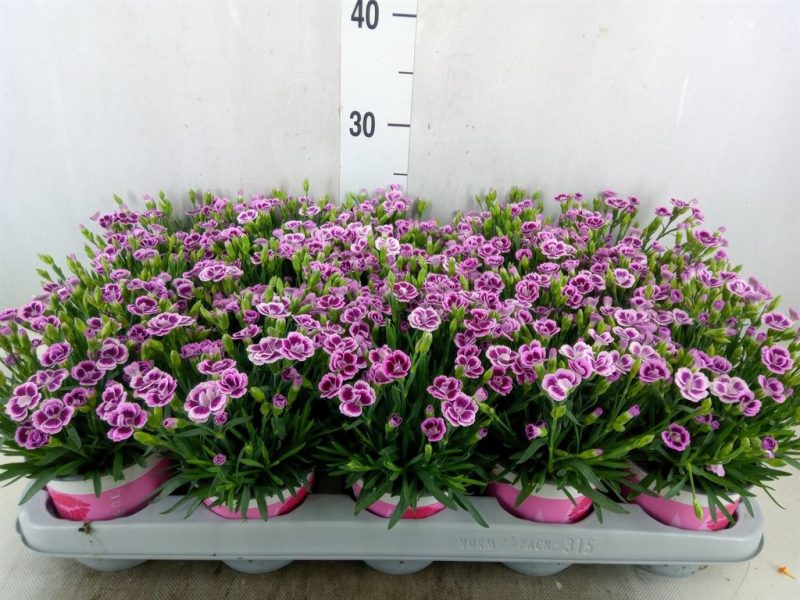 Dianthus- Szegfű (Pink Kisses) 10,5/24cm