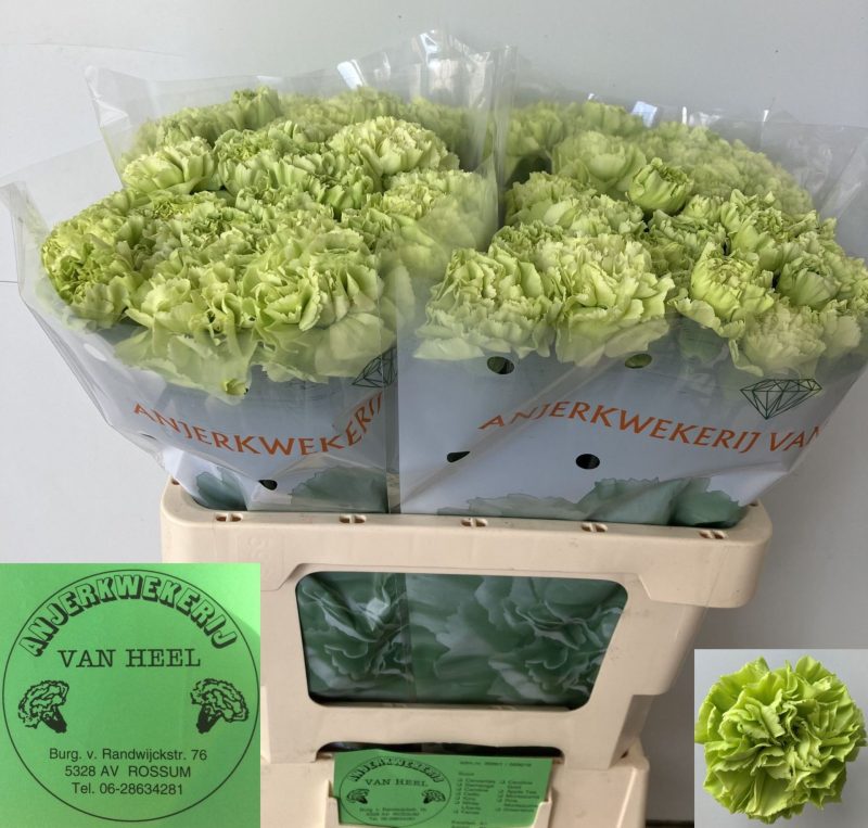 Zöld Szegfű (COL Celtic Green) 60cm