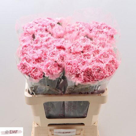 Rózsaszín Szegfű (COL Julia) 60cm
