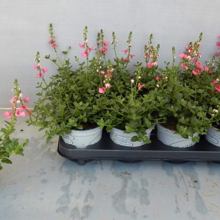 Diascia- Kanálajak (My Darling Berry) 10/20cm