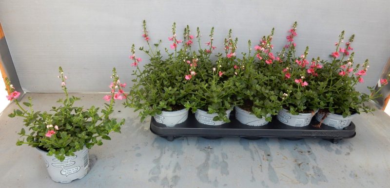Diascia- Kanálajak (My Darling Berry) 10/20cm