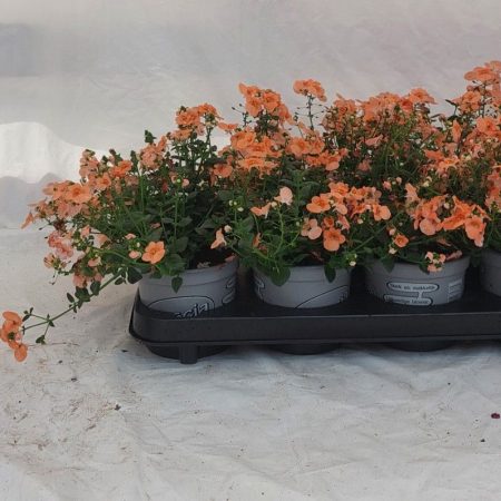 Diascia- Kanálajak (Piccadilly Salmon) 10/20cm
