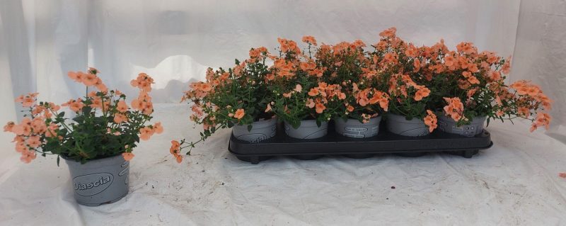 Diascia- Kanálajak (Piccadilly Salmon) 10/20cm