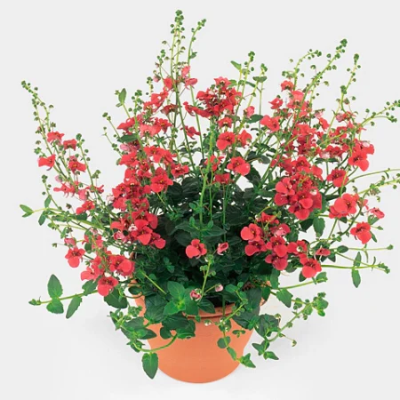 Diascia- Kanálajak (Piccadilly Red) 10/22cm