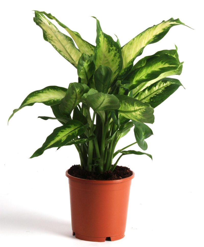 Dieffenbachia- Buzogányvirág (Camilla) 12/40 cm