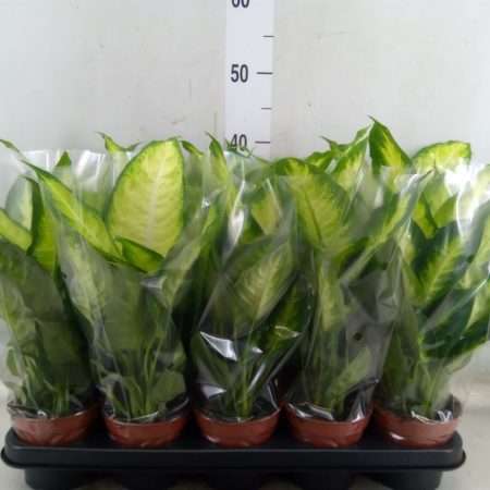 Dieffenbachia- Buzogányvirág (Camilla) 12/35cm