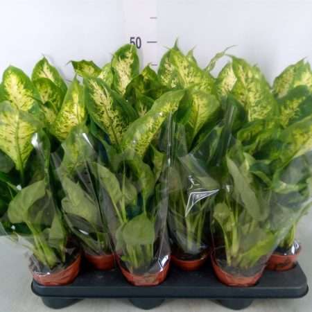 Dieffenbachia- Buzogányvirág (Compacta) 10,5/40cm