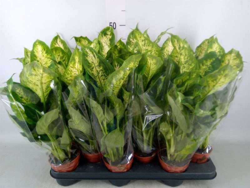 Dieffenbachia- Buzogányvirág (Compacta) 10,5/40cm