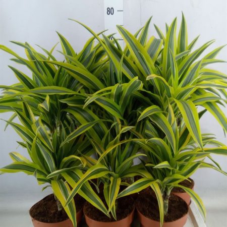 Dracaena Fragrans- Illatos Sárkányfa (Der. Lemon Lime) 17/60cm