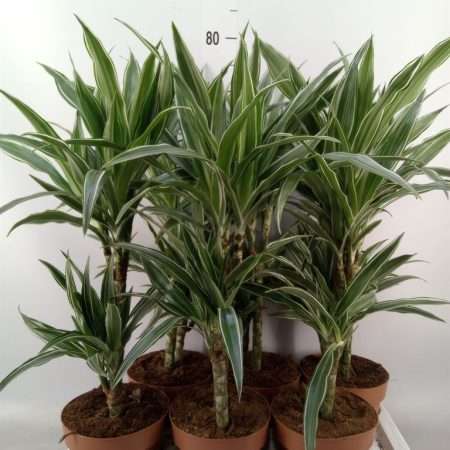 Dracaena Fragrans- Illatos Sárkányfa (Warneckei) 17/65cm