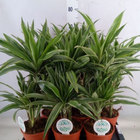 Dracaena Fragrans- Illatos Sárkányfa (Warneckei) 17/65cm