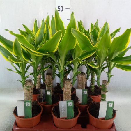 Dracaena Fragrans- Illatos Sárkányfa (Golden Coast) 11/35cm
