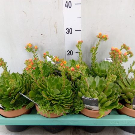 Echeveria (Setosa) 13/25cm