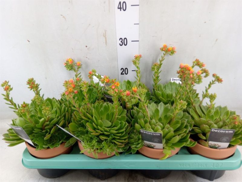 Echeveria (Setosa) 13/25cm