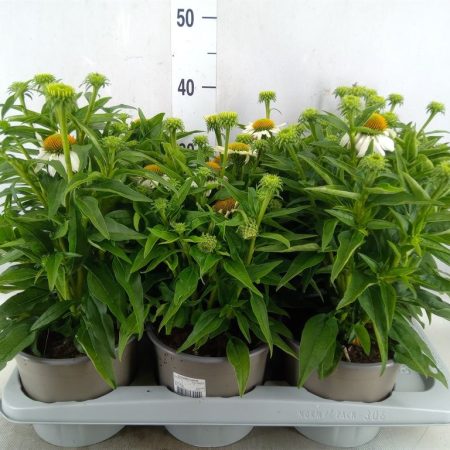 Echinacea- Kasvirág (Mooodz Glory) 17/35cm
