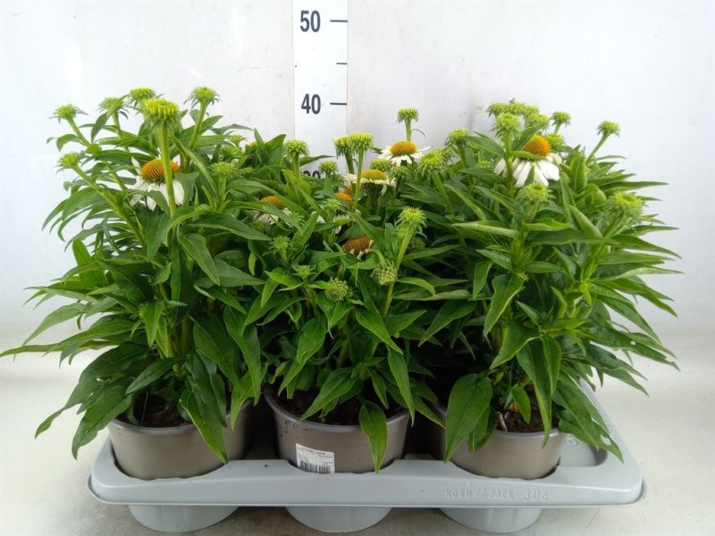Echinacea- Kasvirág (Mooodz Glory) 17/35cm