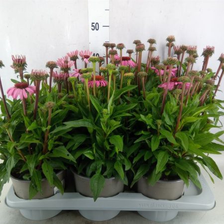 Echinacea- Kasvirág (Mooodz Courage) 17/35cm