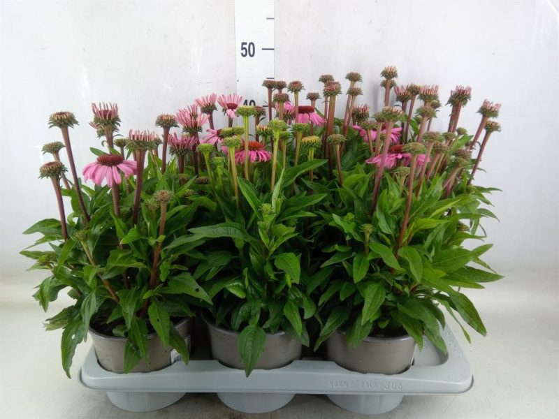 Echinacea- Kasvirág (Mooodz Courage) 17/35cm