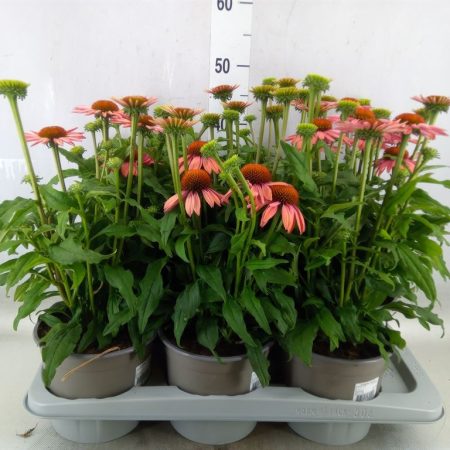 Echinacea- Kasvirág (Mooodz Satisfy) 17/35cm